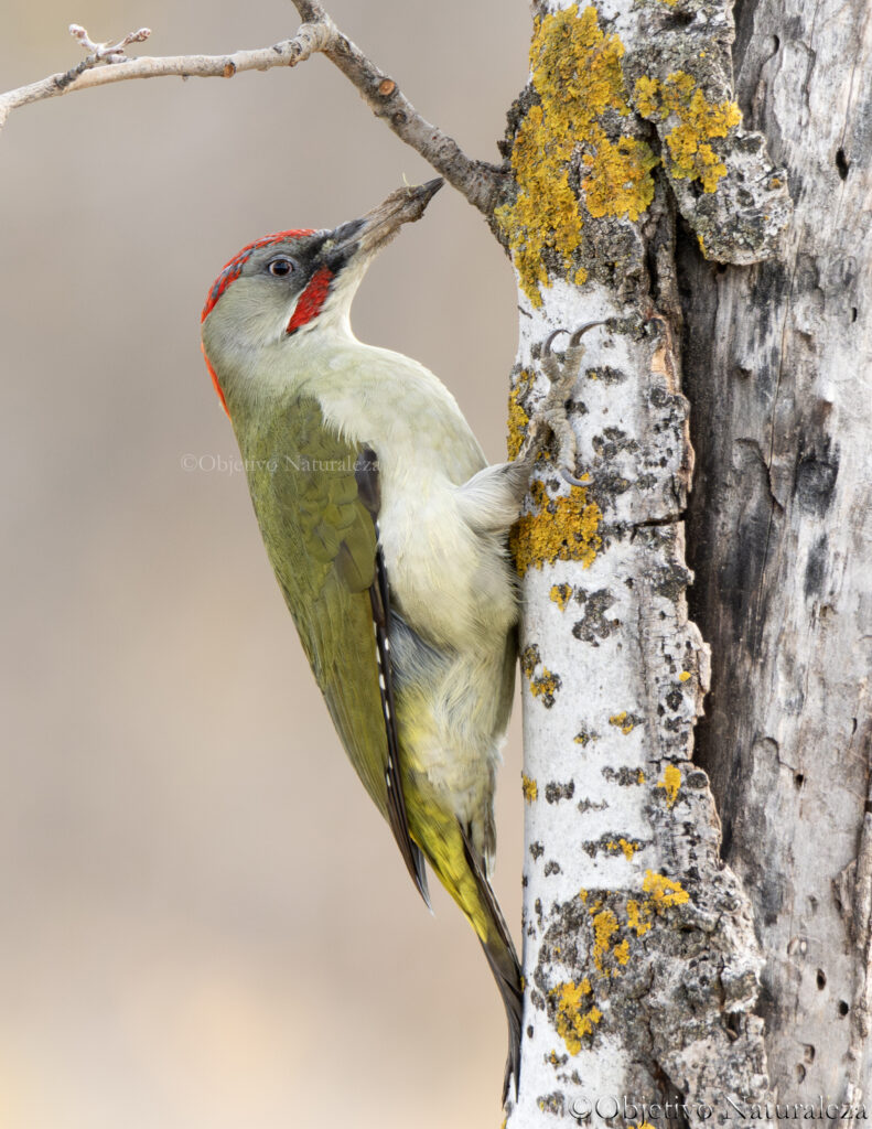 Pito real ibérico (Picus sharpei)