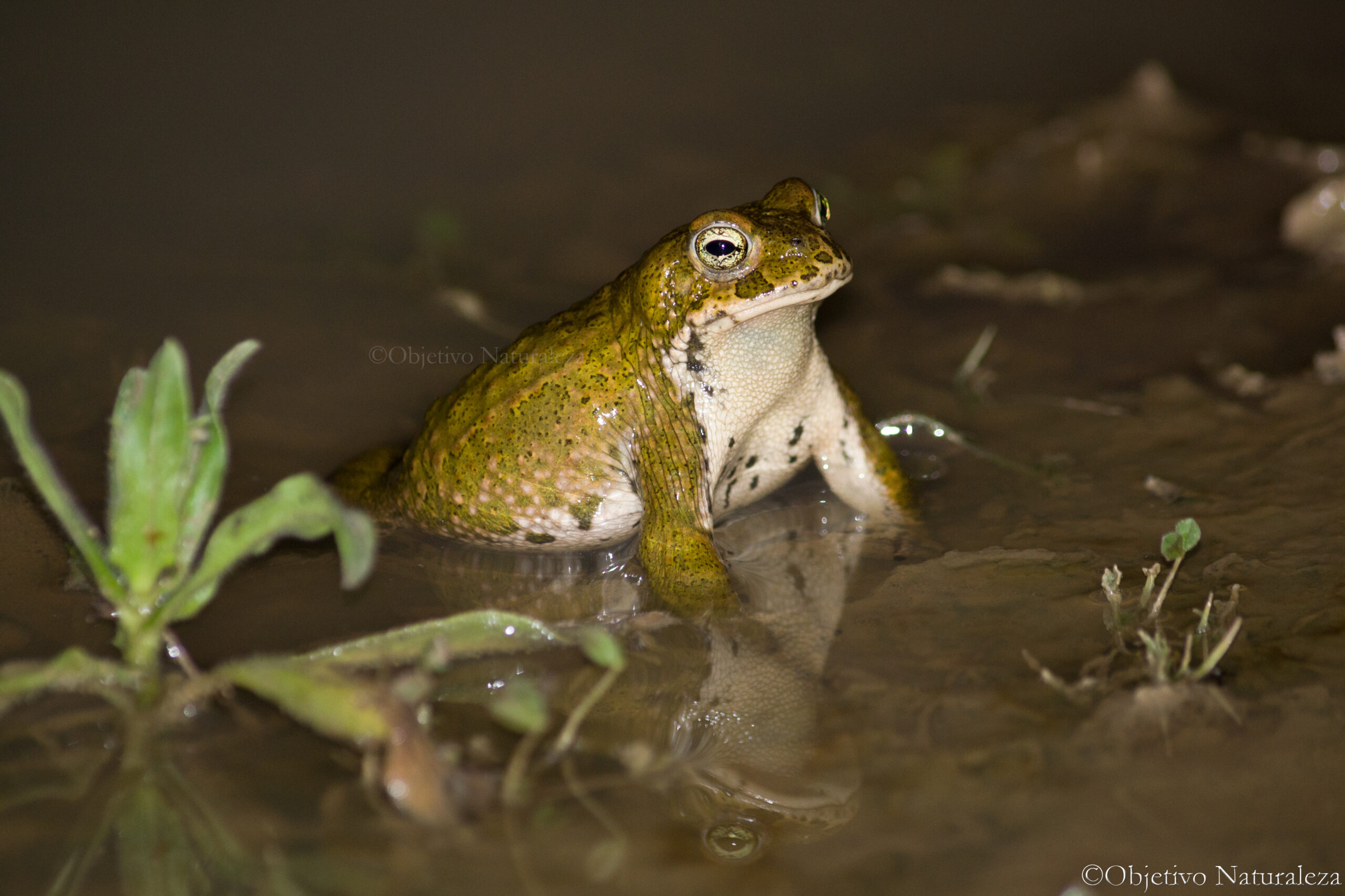 Sapo corredor