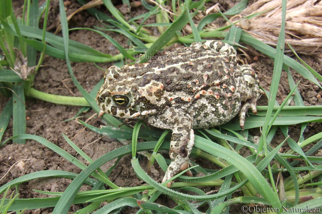 Sapo corredor (Epidalea calamita)​