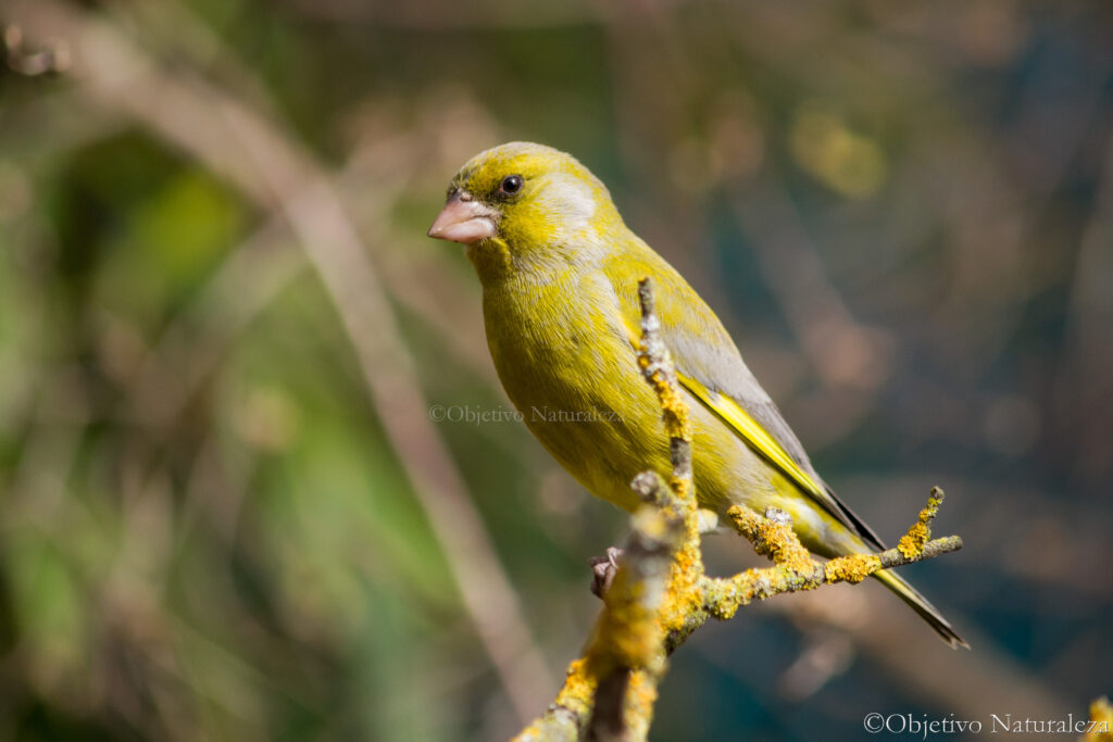 Verderón común​ (Chloris chloris)​ 