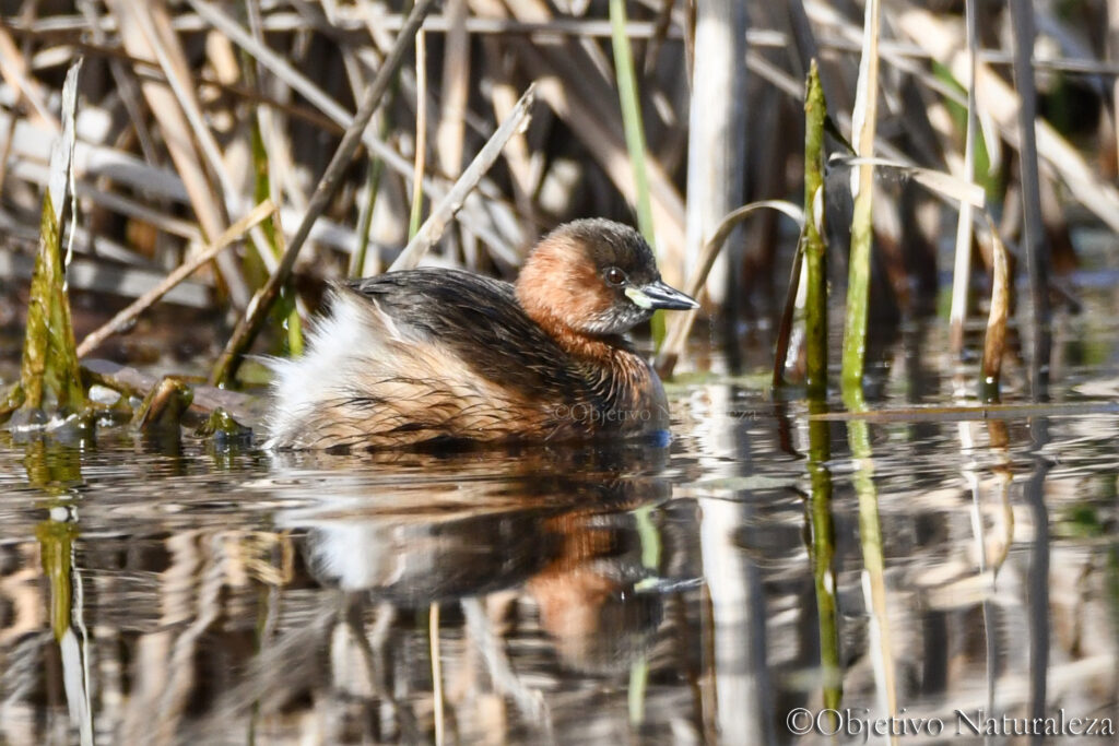 Zampullín común (Tachybaptus ruficollis)​