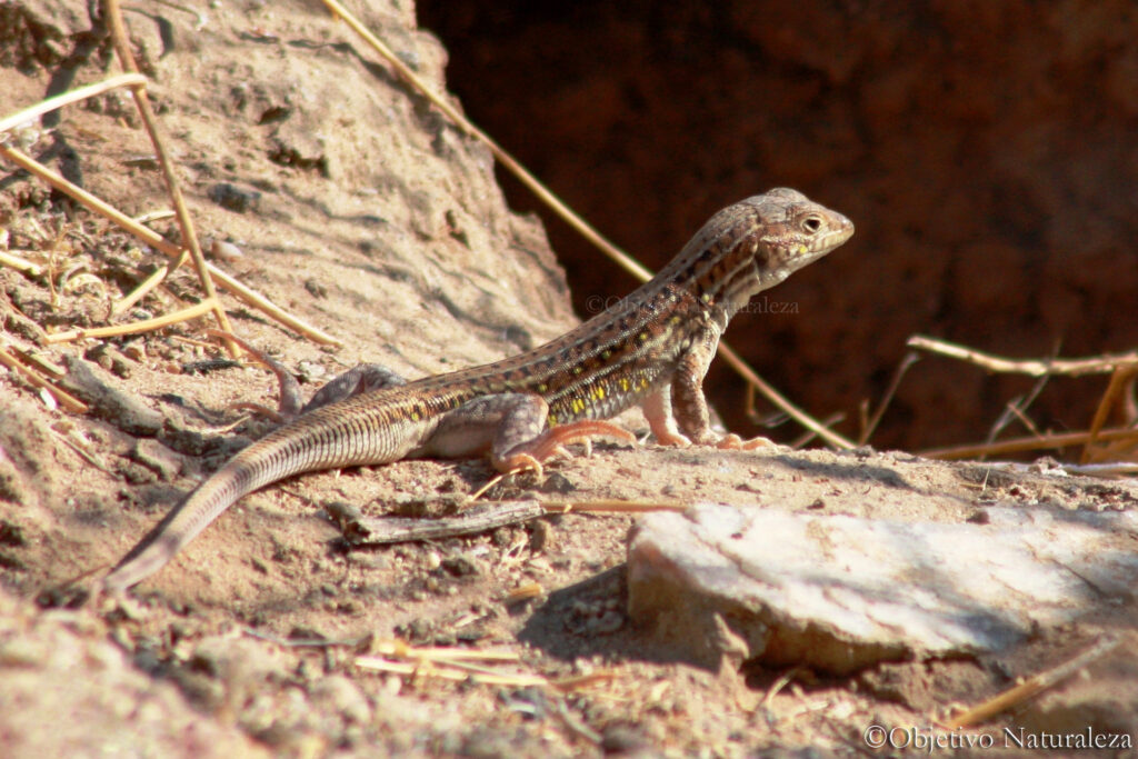 Lagartija colirroja (Acanthodactylus erythrurus)