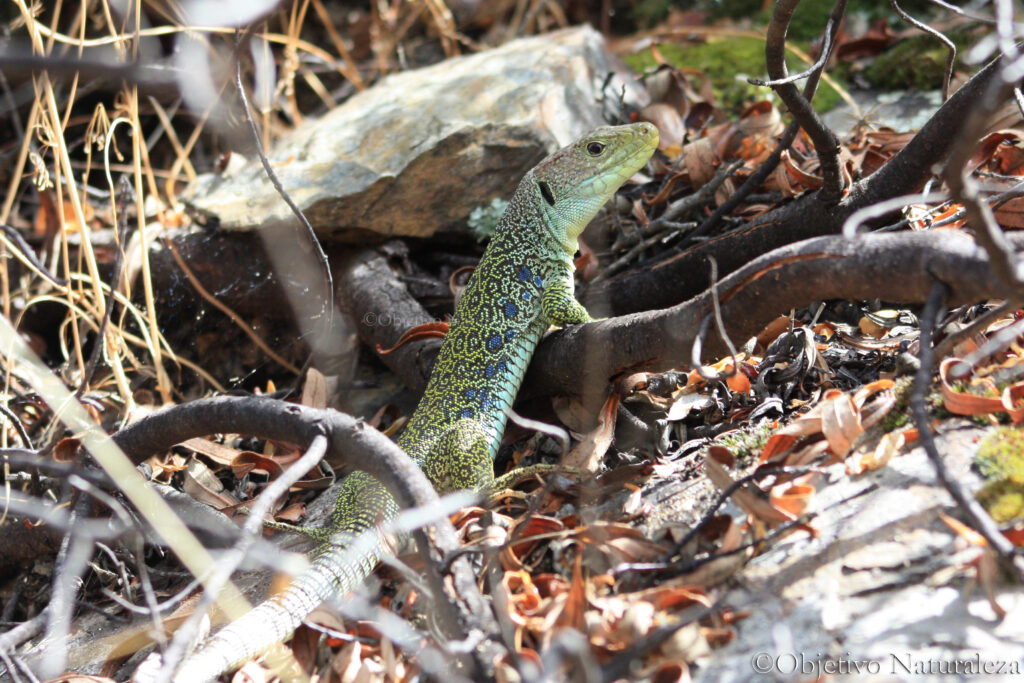 Lagarto ocelado (Timon lepidus)