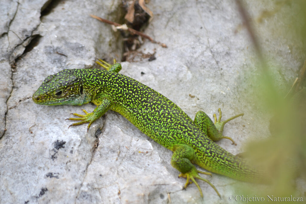 Lagarto verde occidental (Lacerta bilineata) 