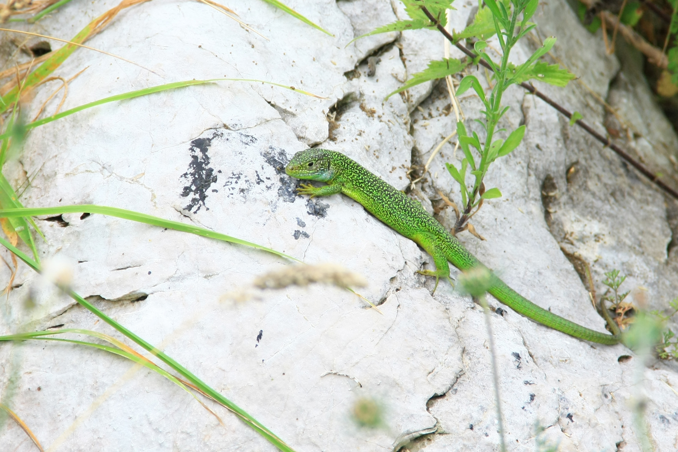 Lagarto verde occidental