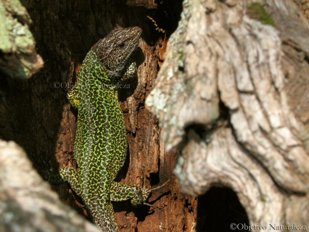 Lagarto verdinegro (Lacerta schreiberi)