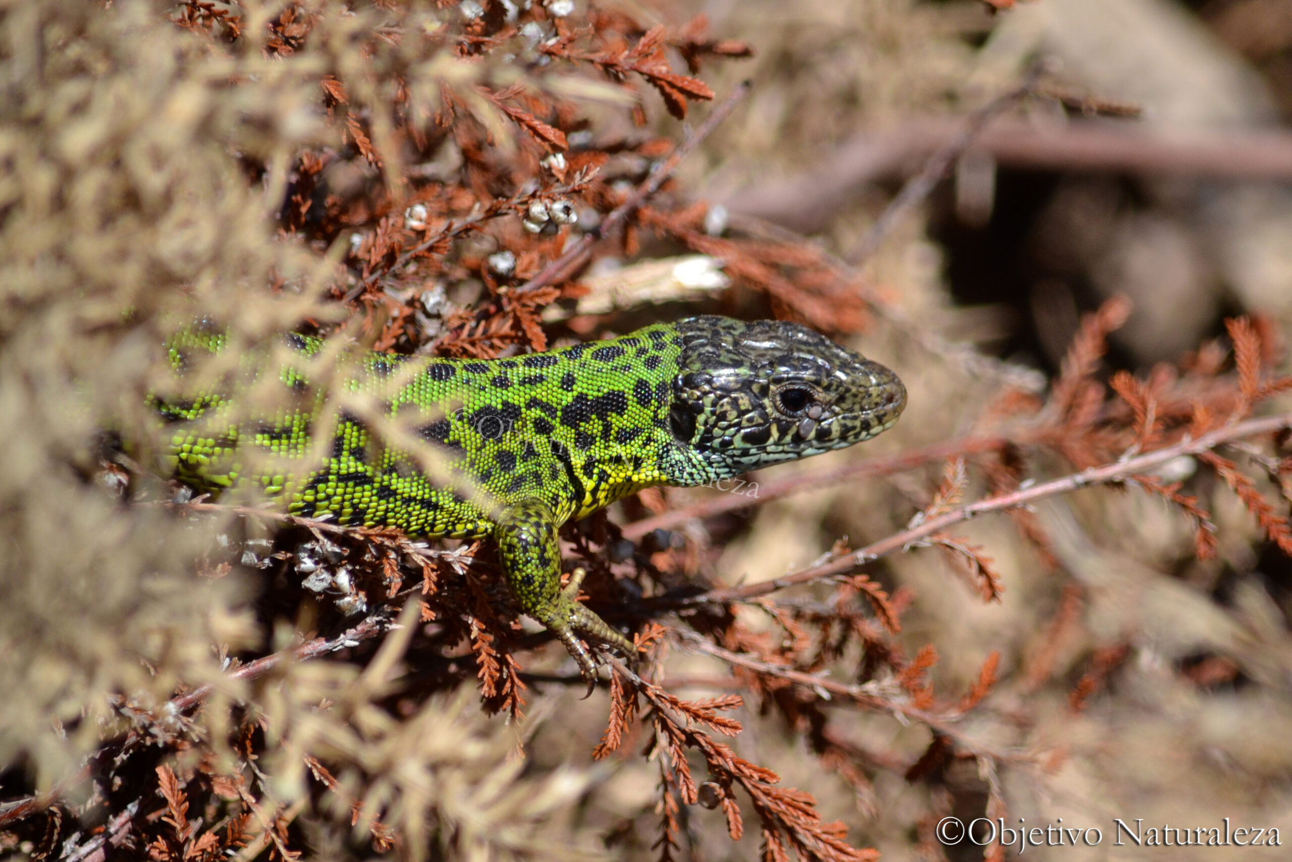 Lagarto verdinegro