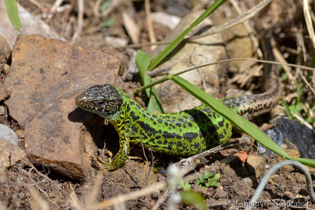 Lagarto verdinegro (Lacerta schreiberi)