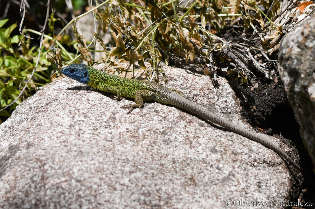 Lagarto verdinegro (Lacerta schreiberi)