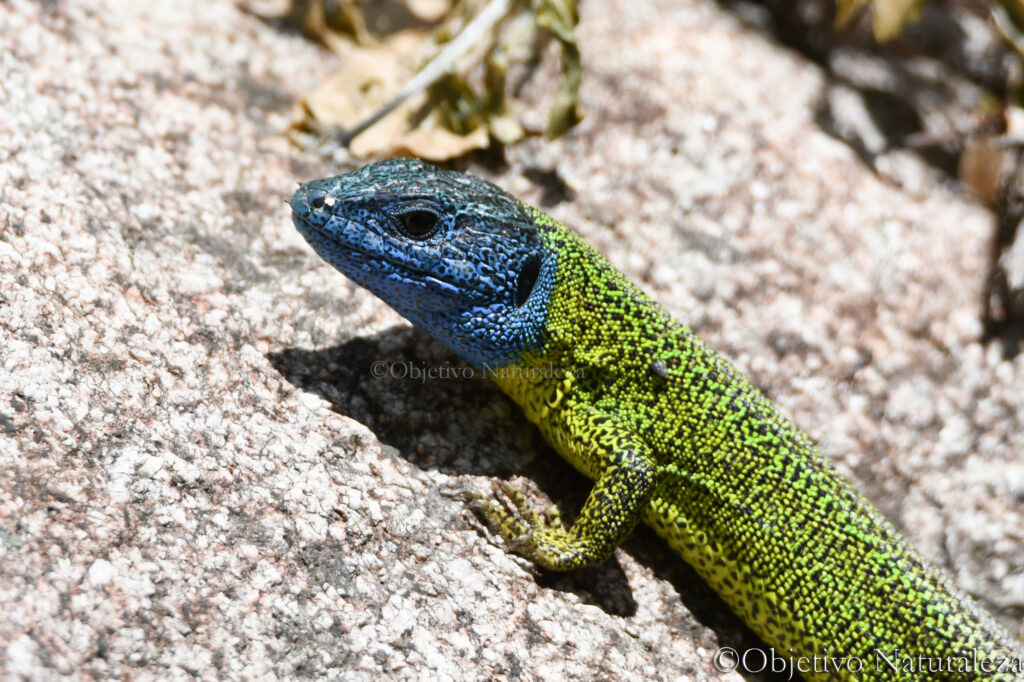 Lagarto verdinegro (Lacerta schreiberi)