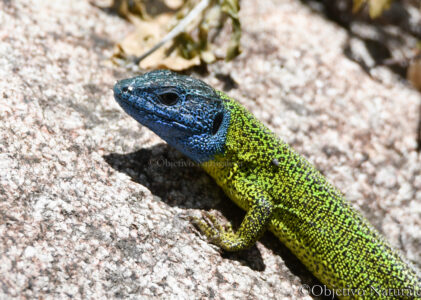 Fotografías de reptiles
