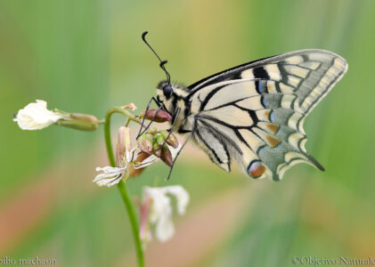 Fotografías mariposas