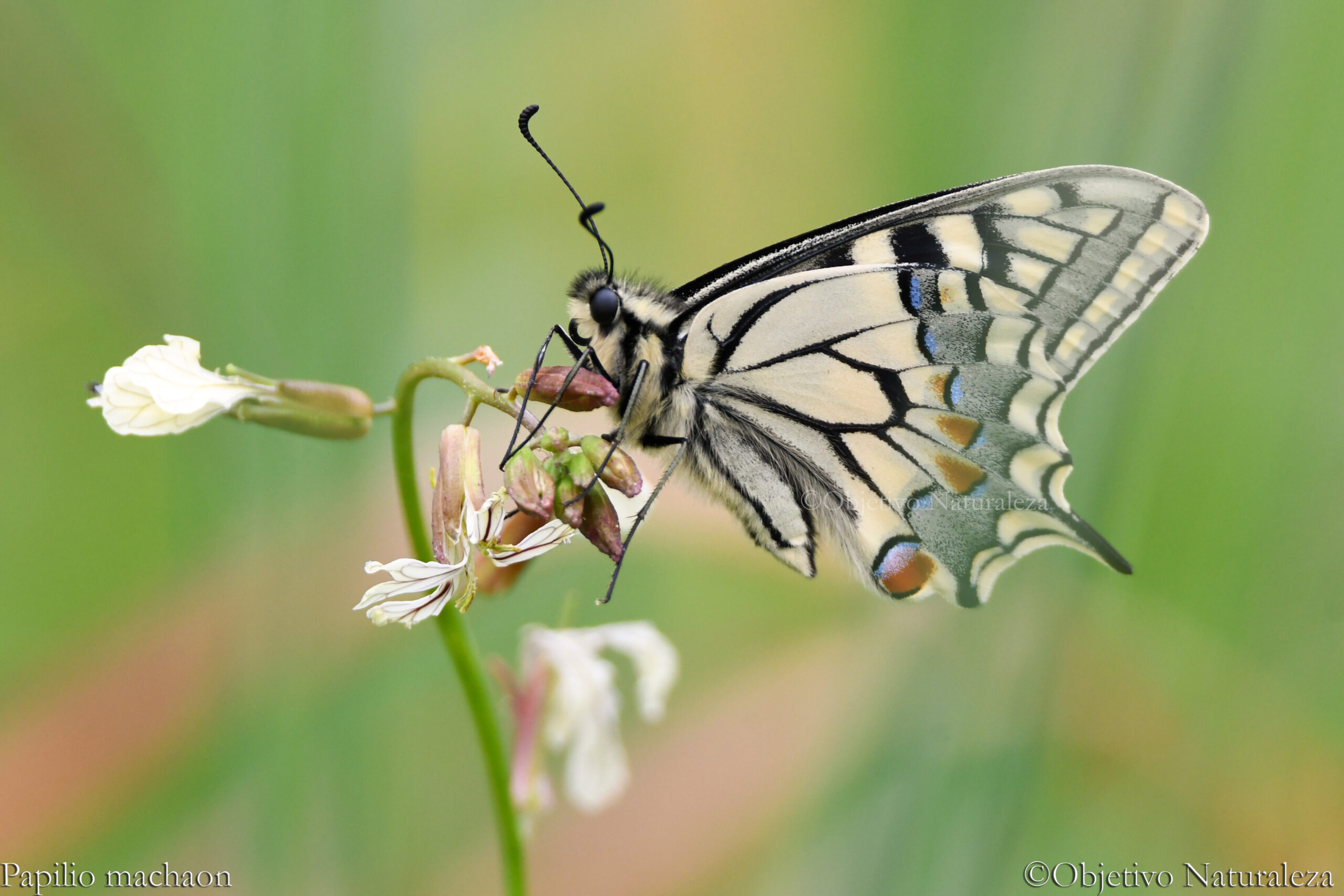 Fotografías mariposas