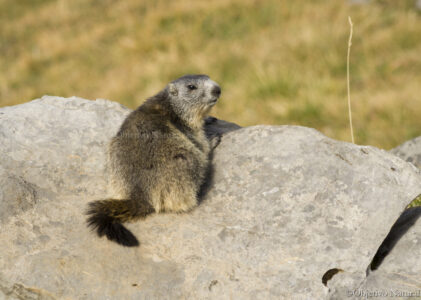 Marmota alpina