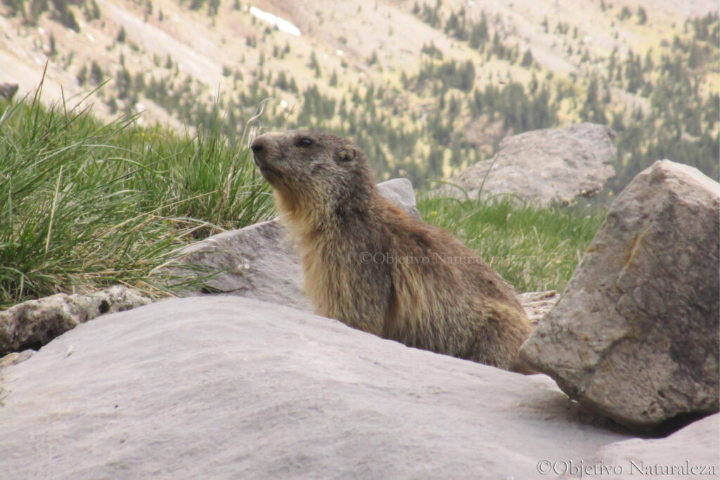 Marmota alpina (Marmota marmota)