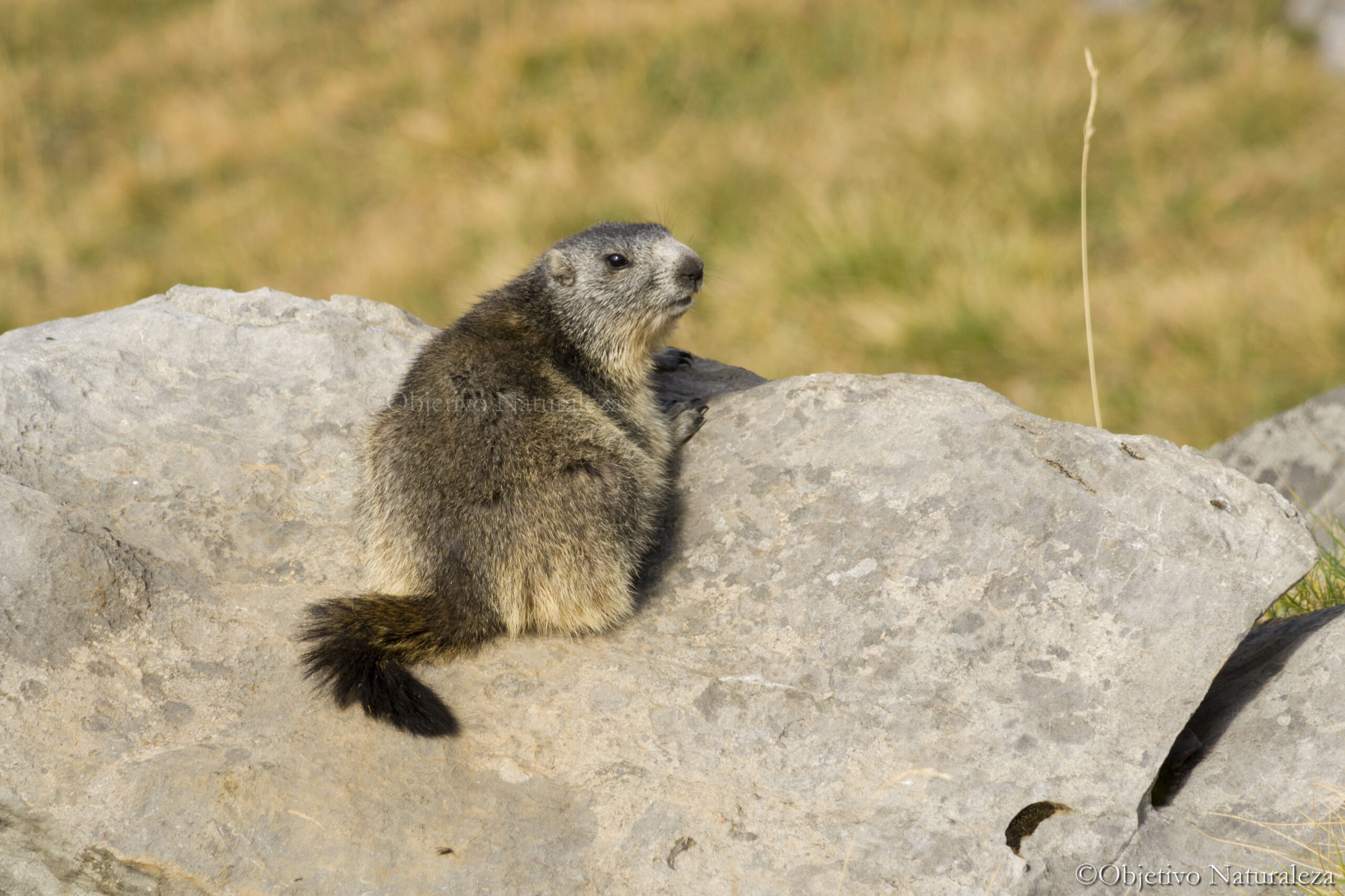 Marmota alpina