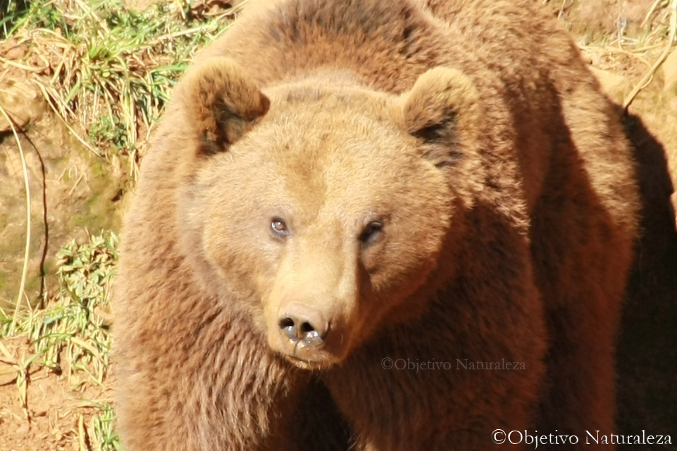 Oso pardo europeo