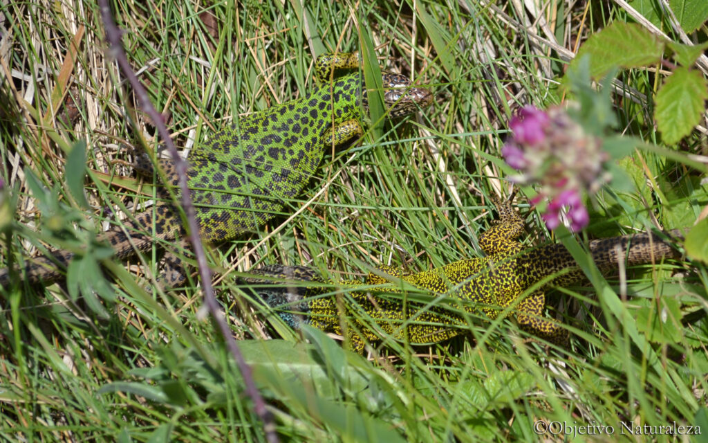 Lagarto verdinegro (Lacerta schreiberi)