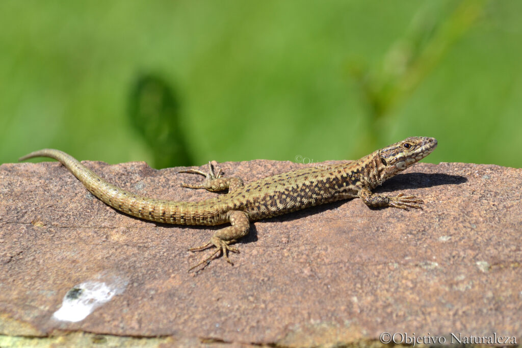 Lagartija roquera (Podarcis muralis)