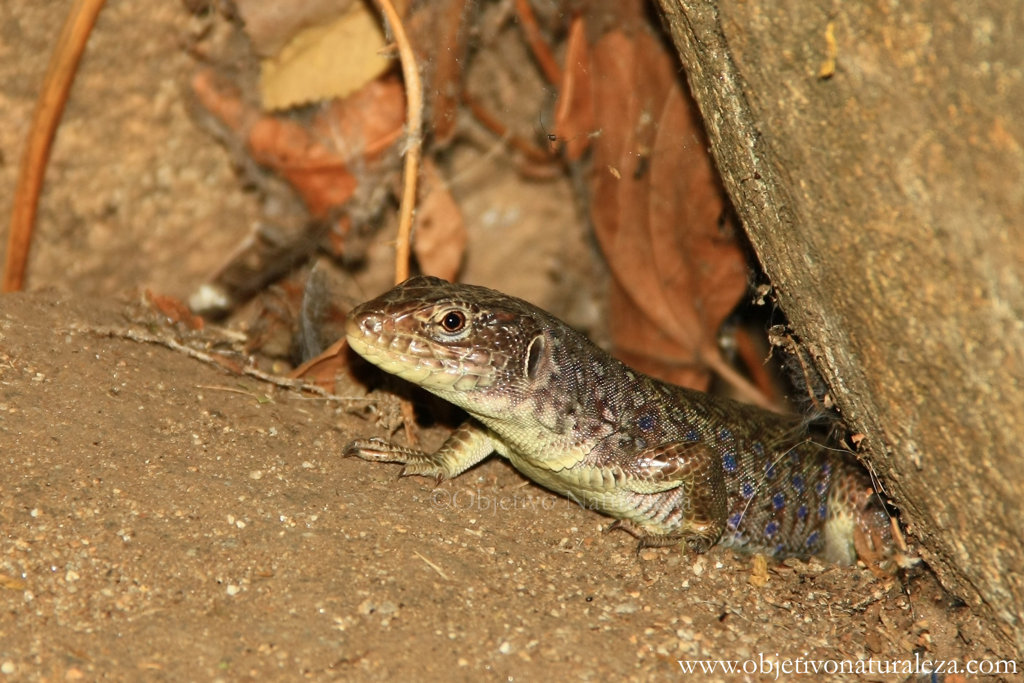 Lagarto ocelado