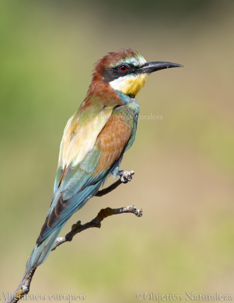 Abejaruco europeo (Merops apiaster)
European Bee-eater