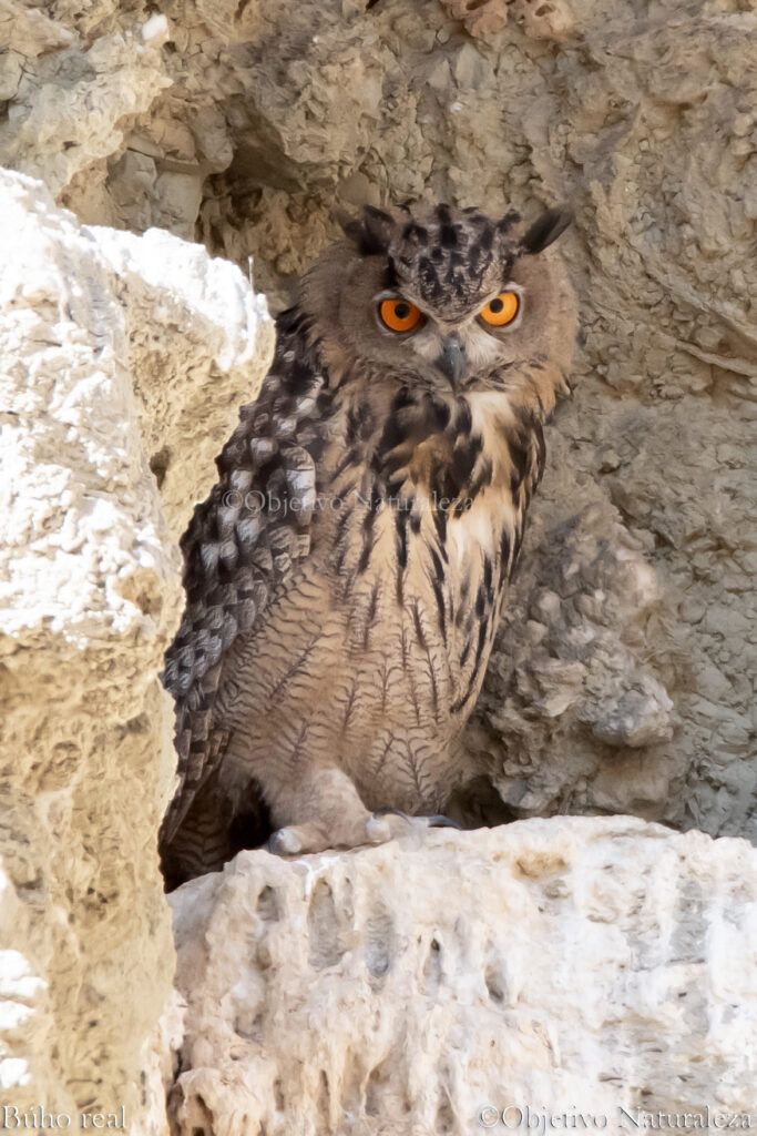 Búho real (Bubo bubo)