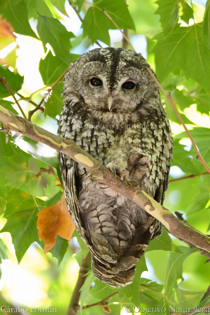 Cárabo común (Strix aluco)