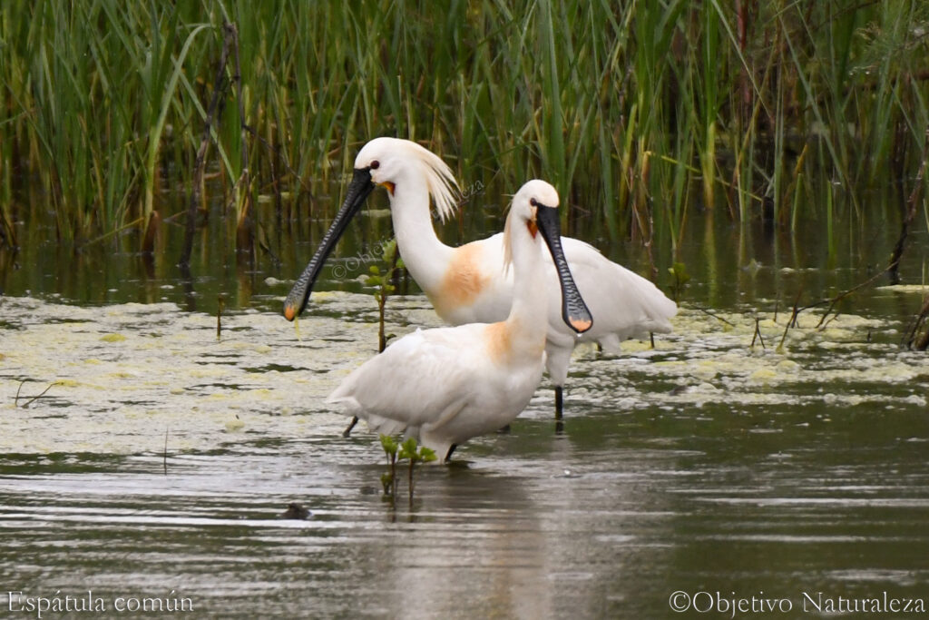 Espátula común (Platalea leucorodia)​