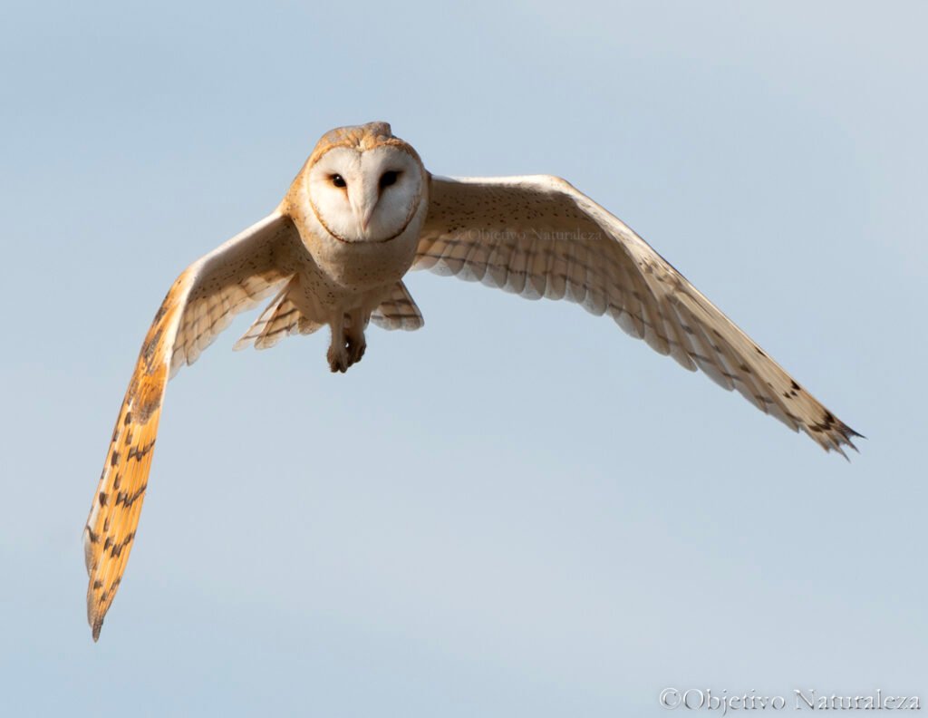 Lechuza común (Tyto alba) 