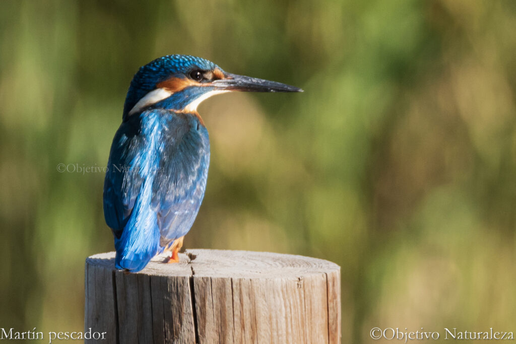 Martín pescador común (Alcedo atthis) 