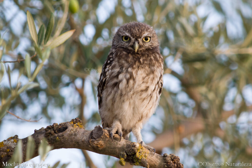 Mochuelo europeo​ (Athene noctua)