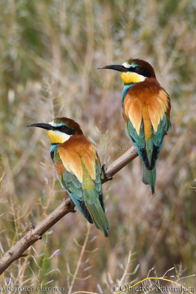 Abejaruco europeo​ (Merops apiaster)