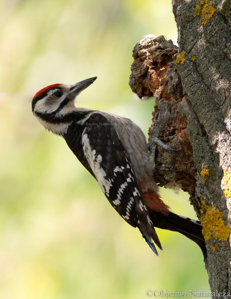 Pico picapinos (Dendrocopos major)                   