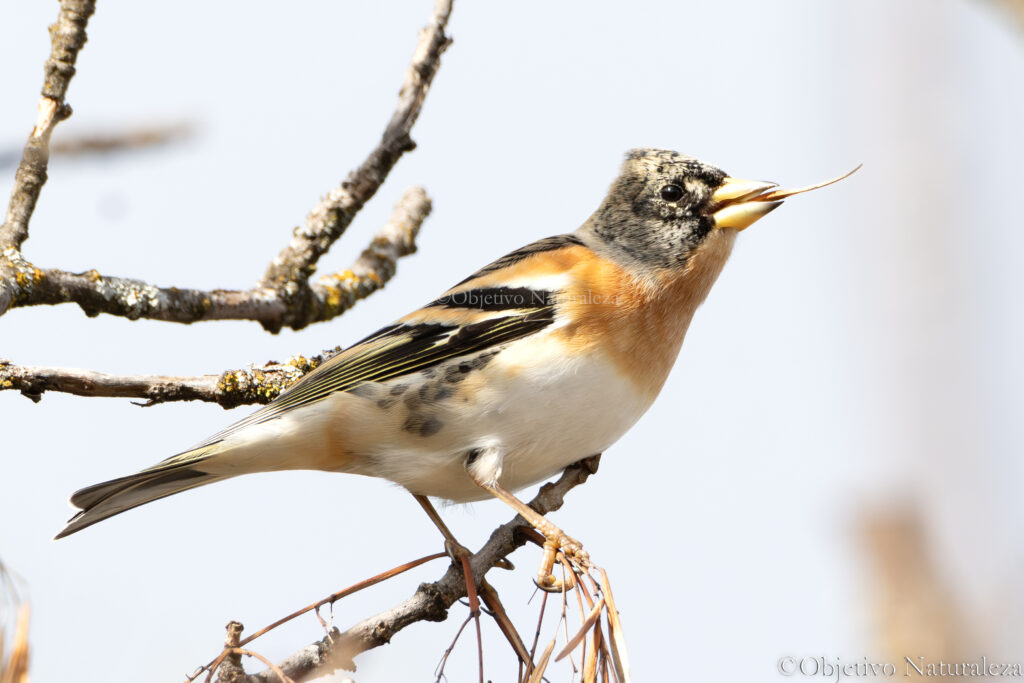 Pinzón real​ (Fringilla montifringilla)