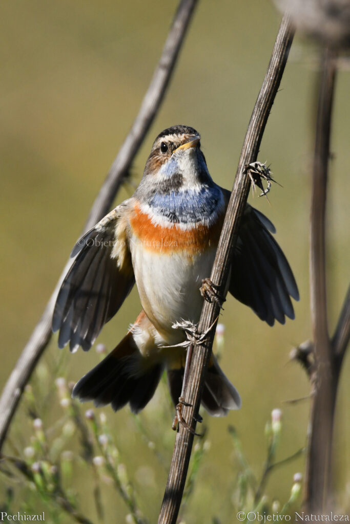 Ruiseñor pechiazul (Luscinia svecica)