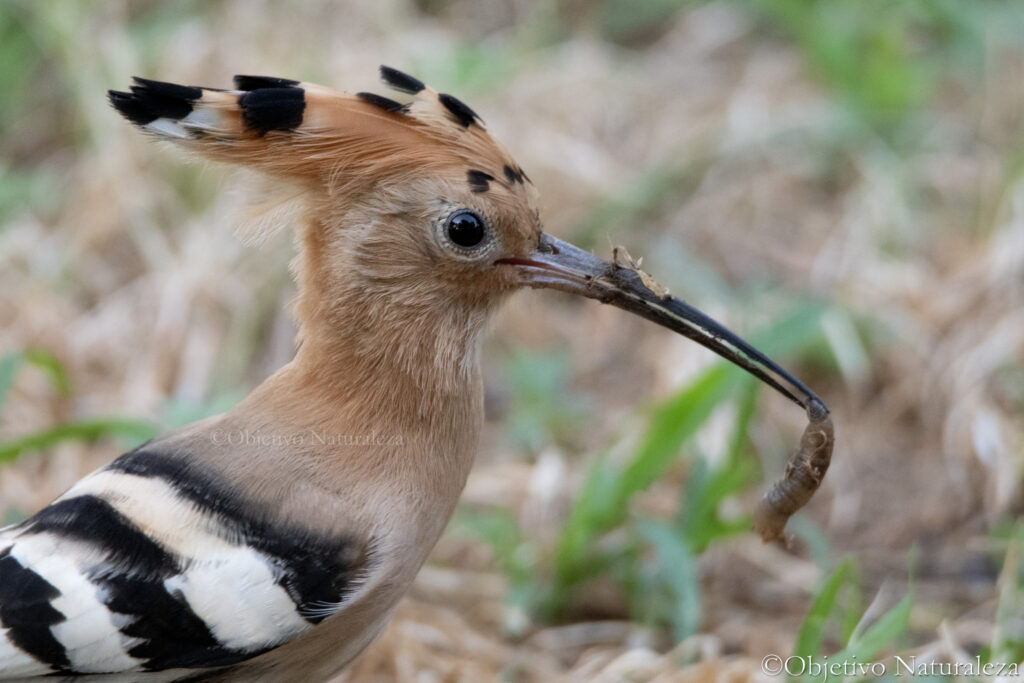 Abubilla (Upupa epops)