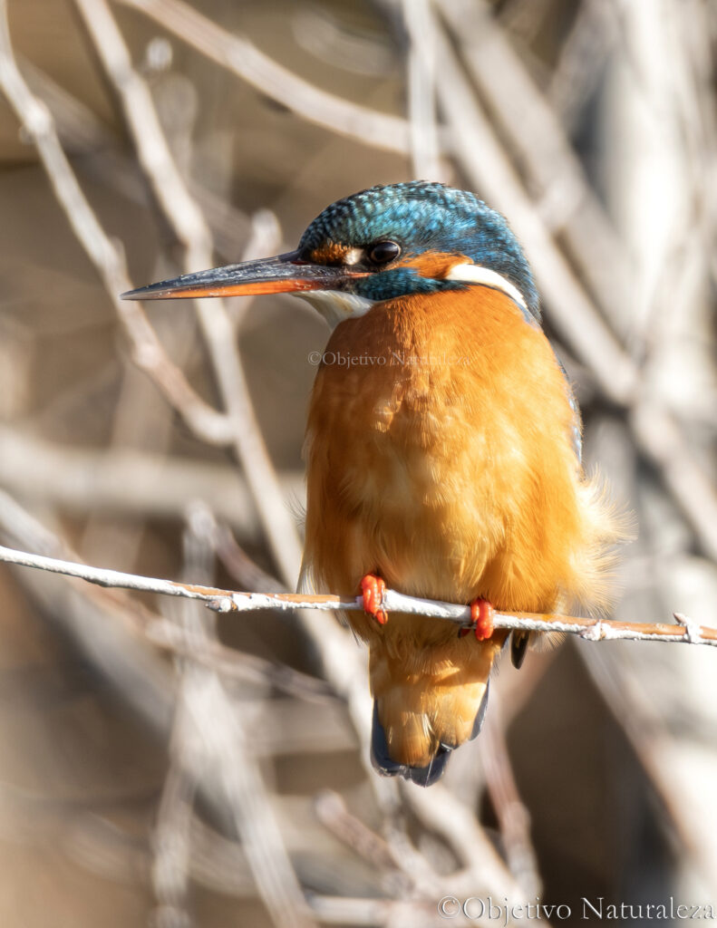 Martín pescador común (Alcedo atthis)