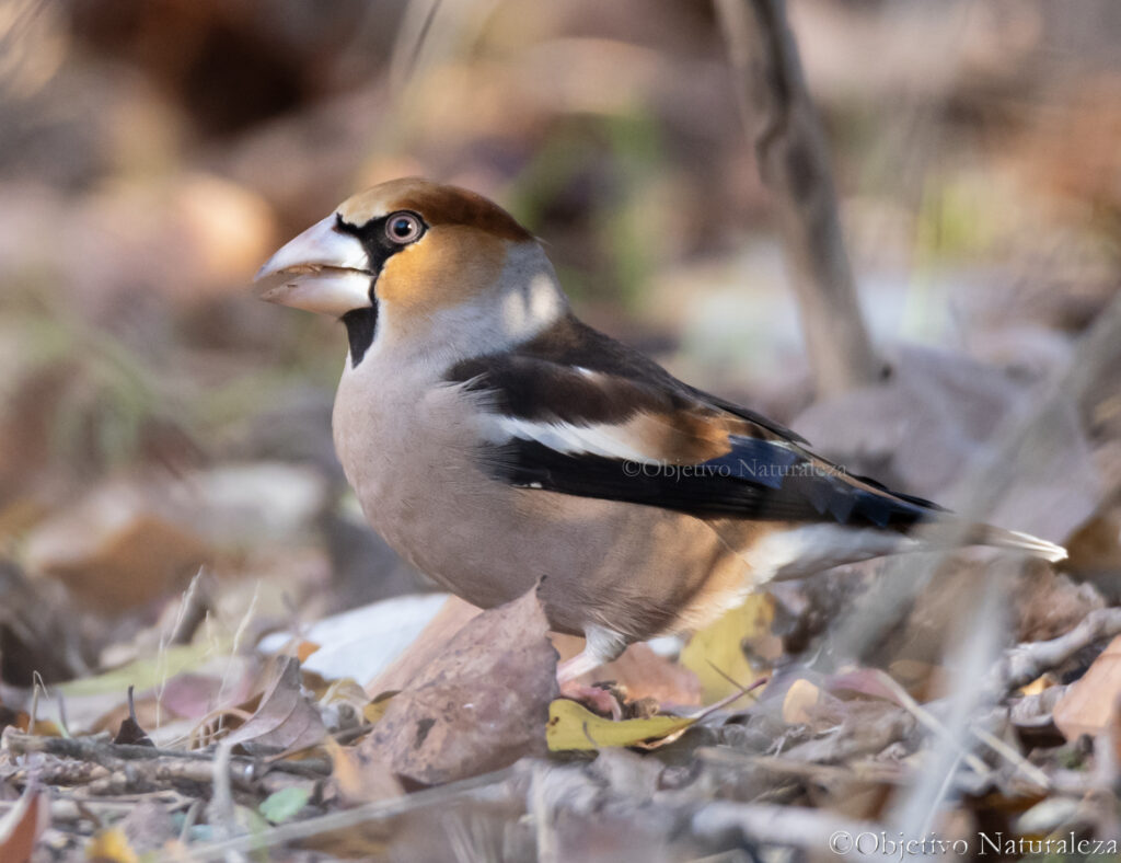 Picogordo común macho (Coccothraustes coccothraustes)
