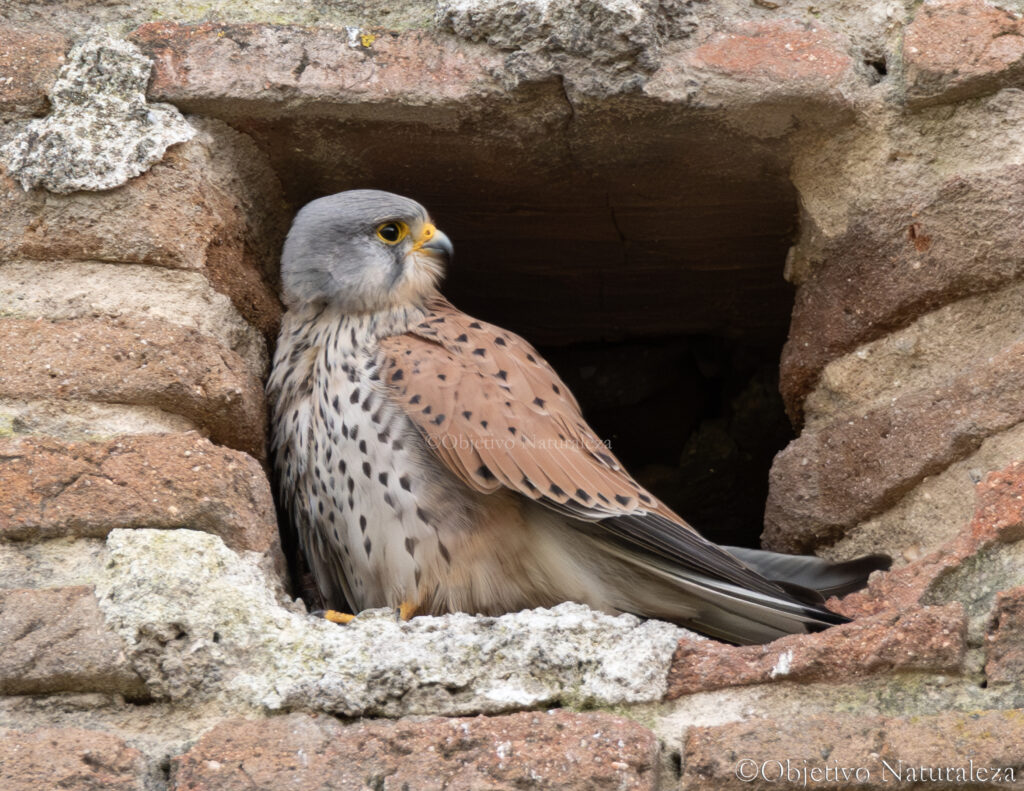 Cernícalo vulgar (Falco tinnunculus)