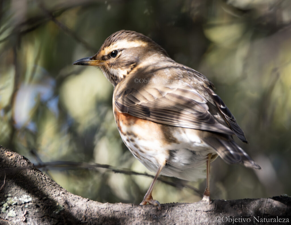 Zorzal alirrojo (Turdus iliacus)