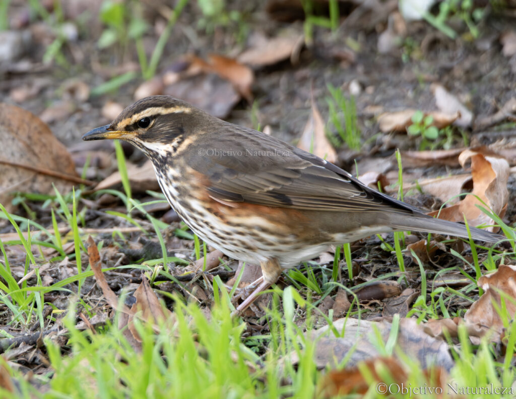 Zorzal alirrojo (Turdus iliacus)