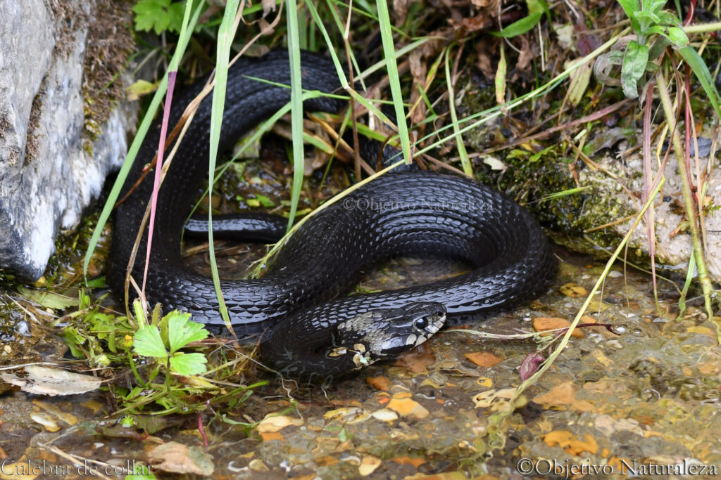 culebra de collar melanica (Natrix natrix)