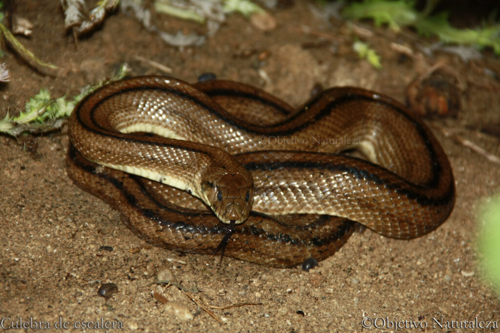 Culebra de escalera  (Zamenis scalaris)