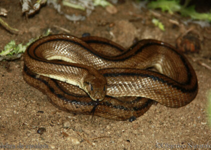 Fotografías de reptiles