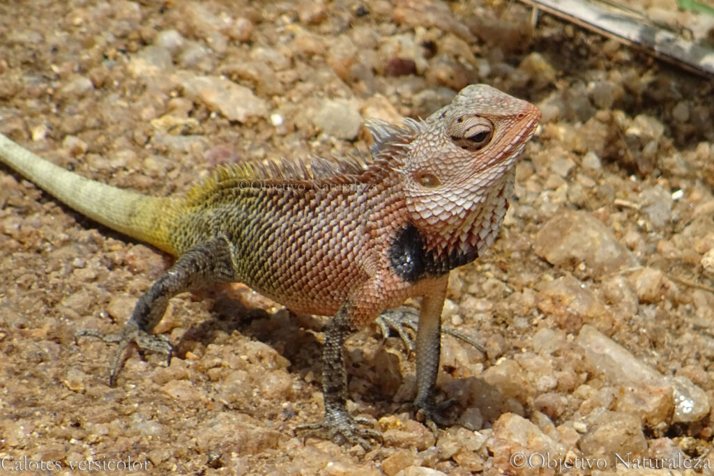 Lagarto de jardín oriental (Calotes versicolor)