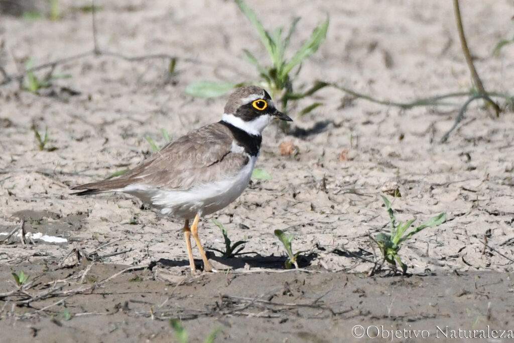 Chorlitejo chico (Charadrius dubius)