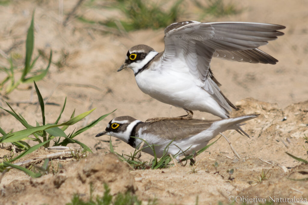 Pareja de chorlitejos chicos (Charadrius dubius)