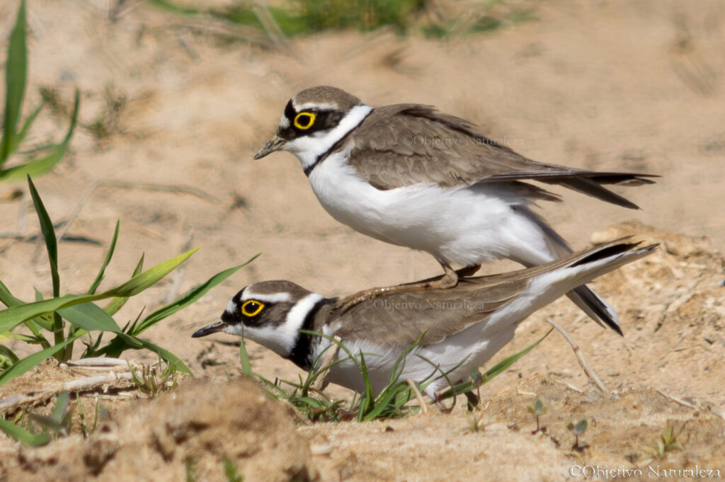 Pareja de chorlitejos chicos  (Charadrius dubius)