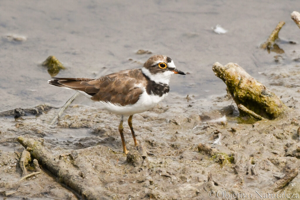 Chorlitejo chico (Charadrius dubius)