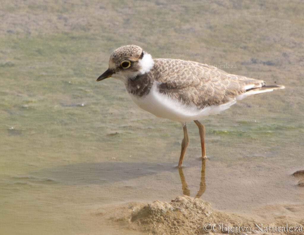 Chorlitejo chico juvenil (Charadrius dubius)